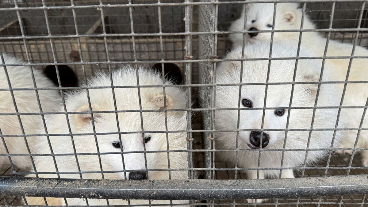 White raccoon dogs sit inside cages at a fur farm in Pulandian, Liaoning province, China