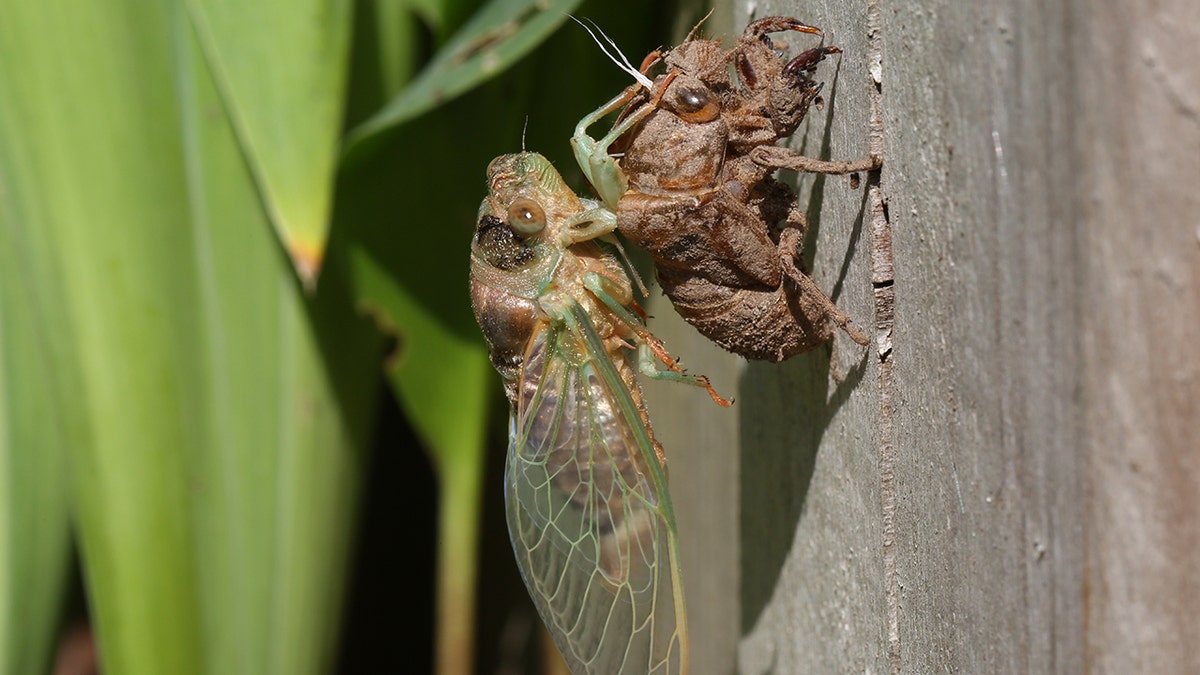 cicada clinging to its molt