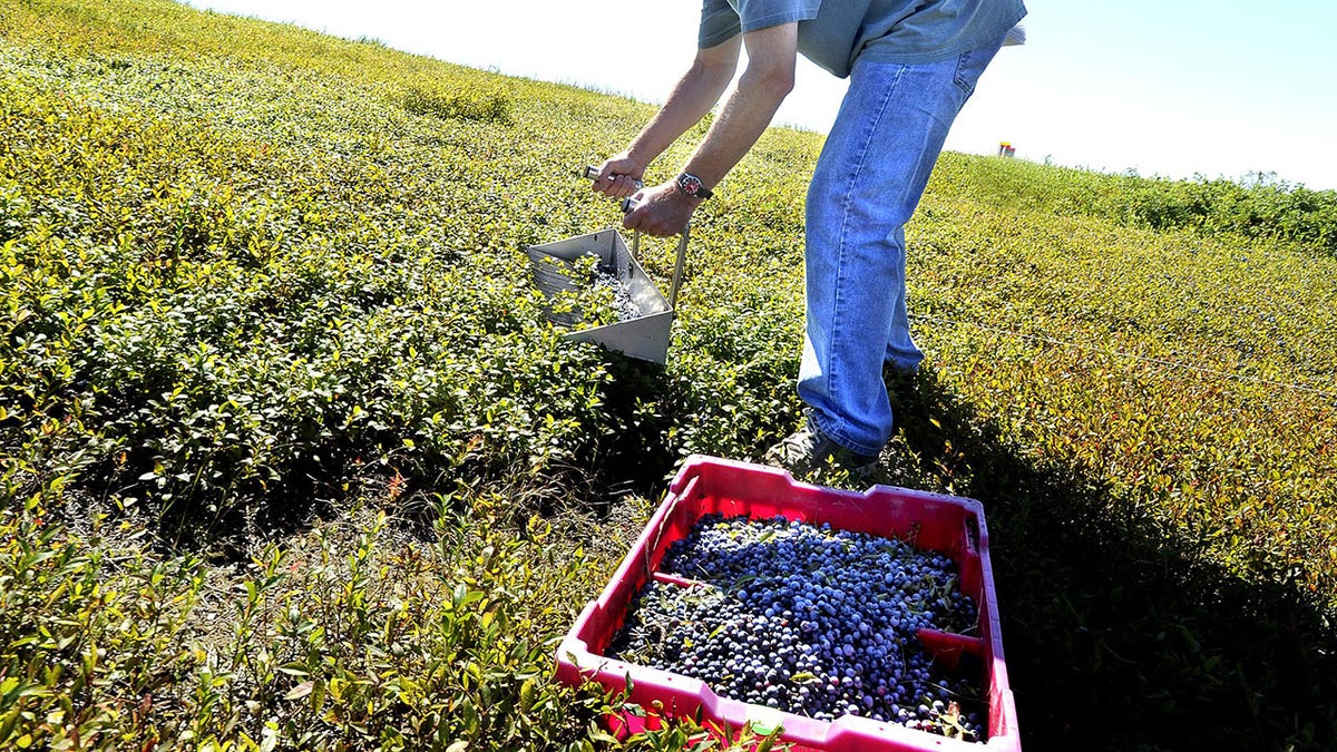 man harvesting blueberries
