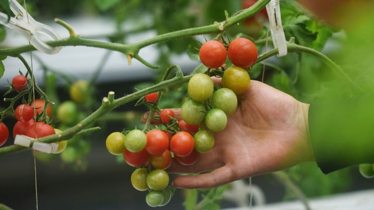 Tomatoes grow in a greenhouse