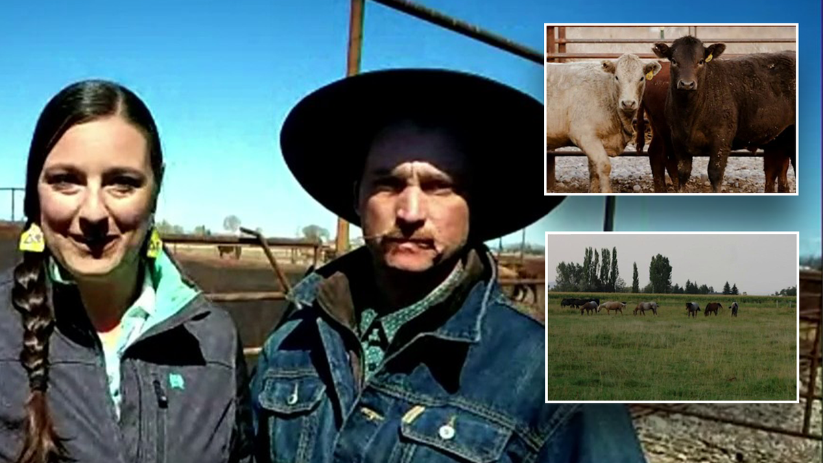 Ranchers (Left) Cows (top right) cows in a field (bottom right)