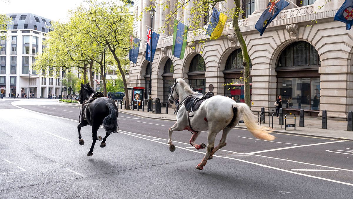 Horses running