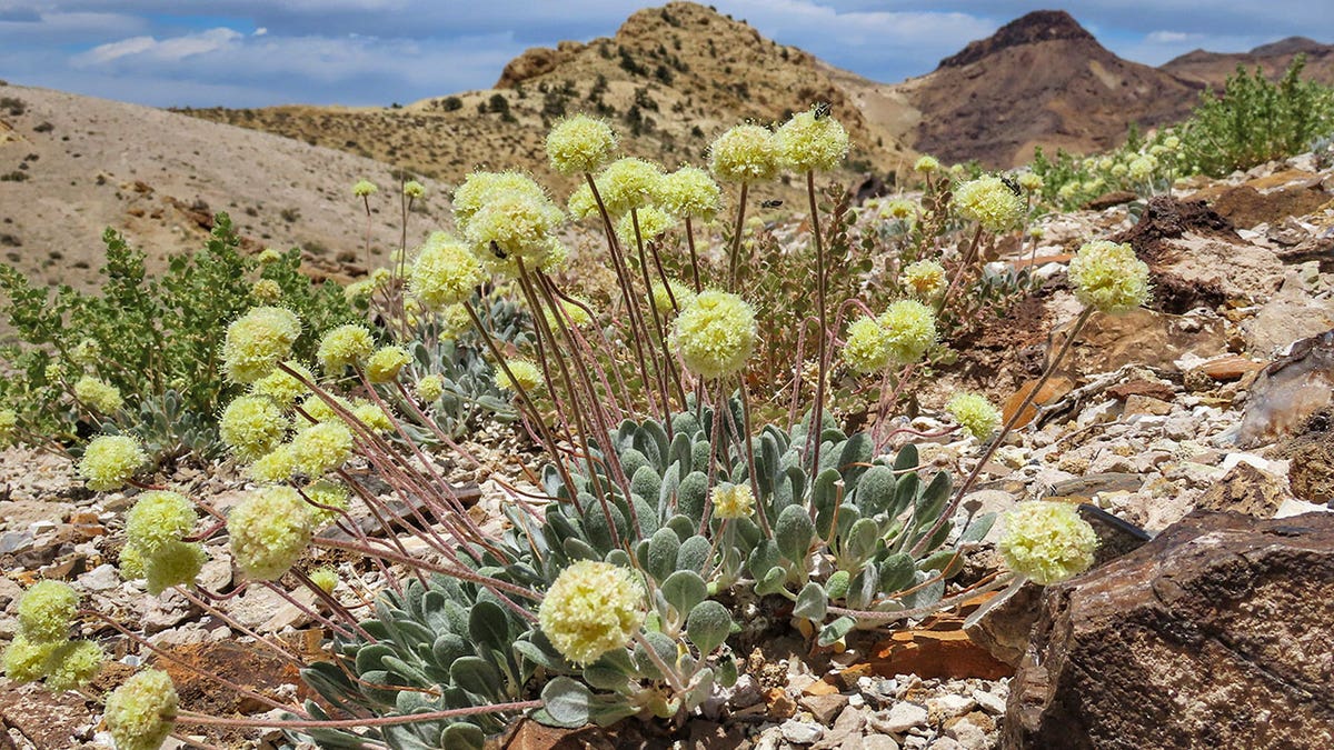 Tiehm's buckwheat plant