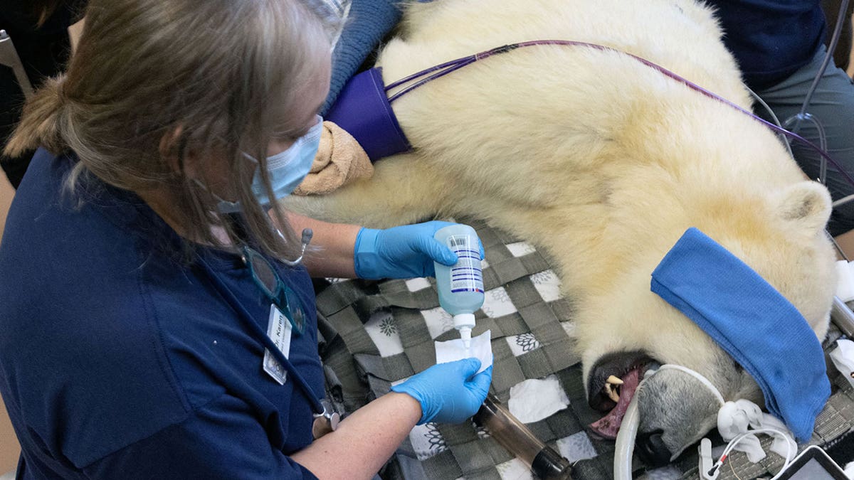 Polar bear cub