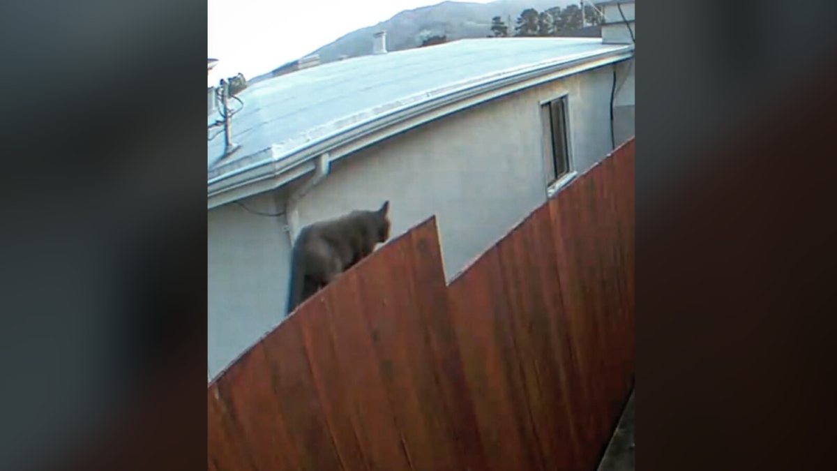 Big feline stepping on fence