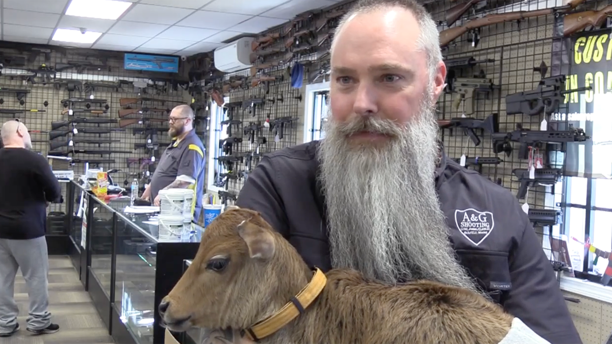 man holding baby cow