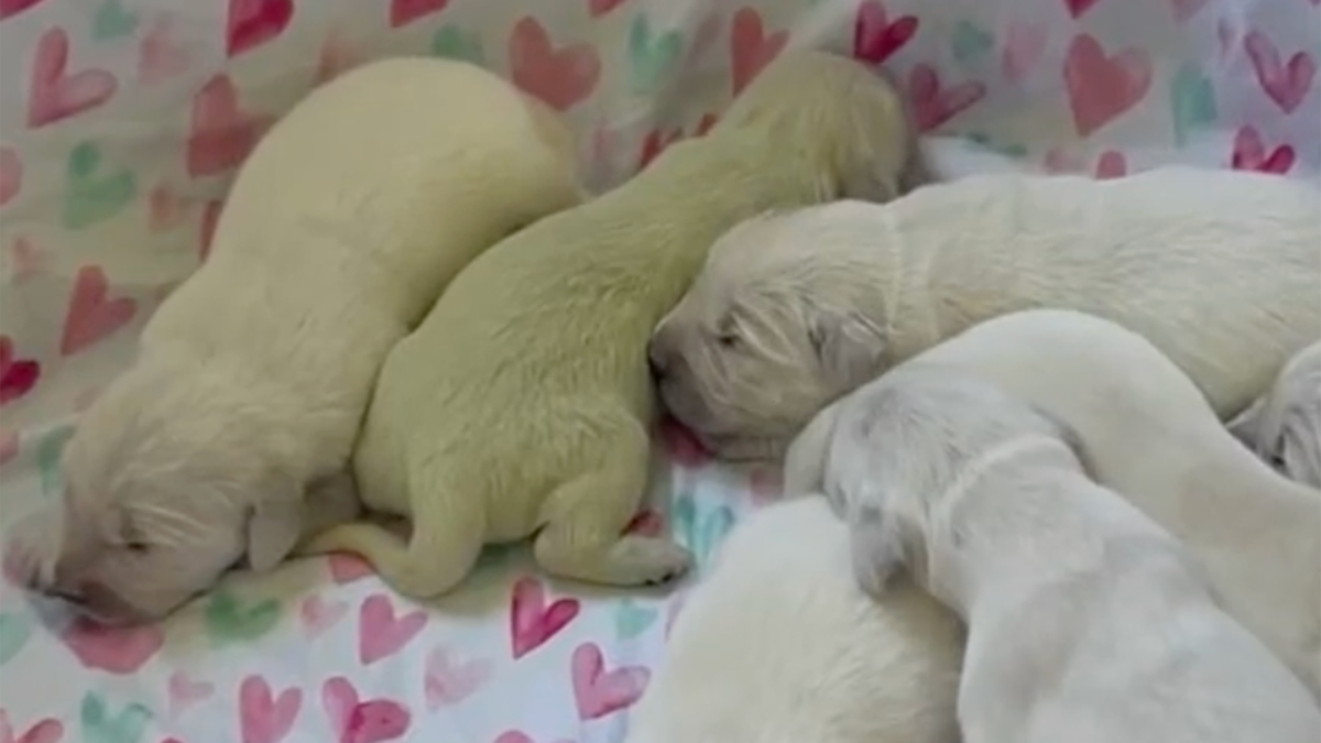 cachorro verde limão aconchegado