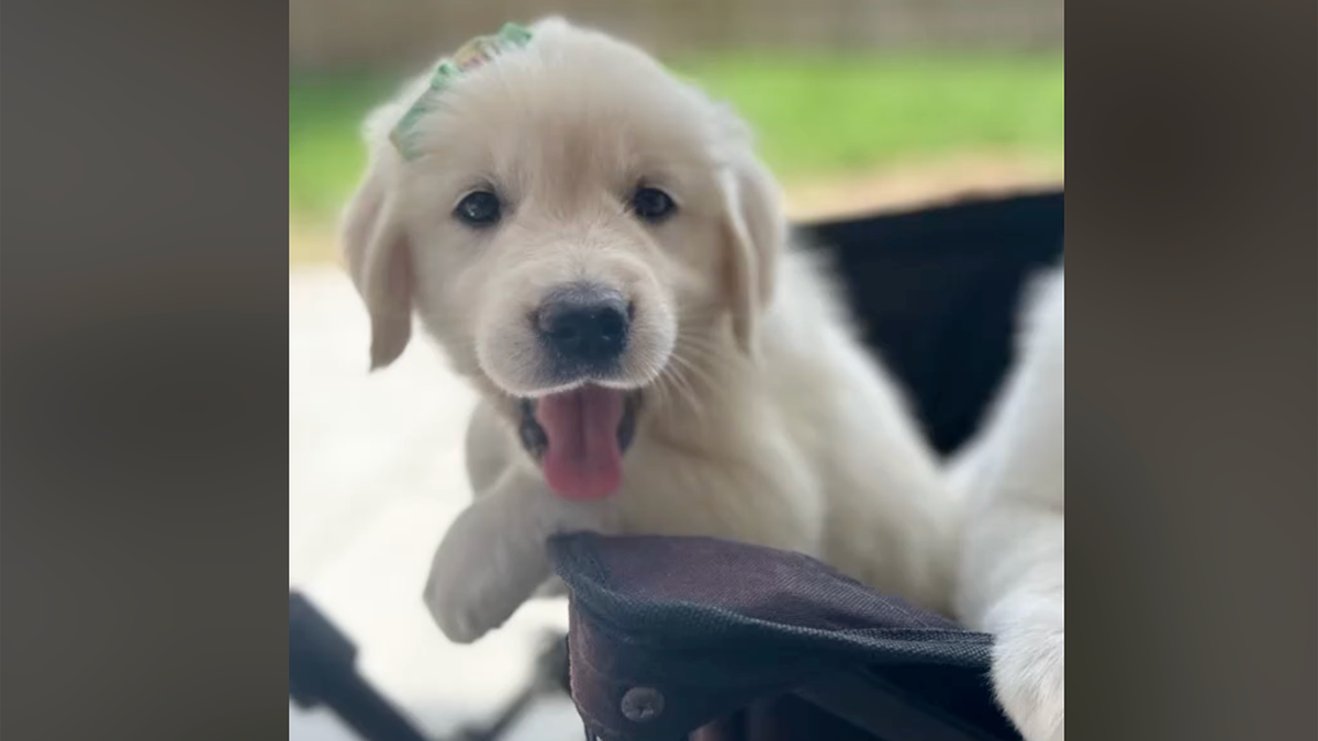 cachorrinho fofo com laço verde