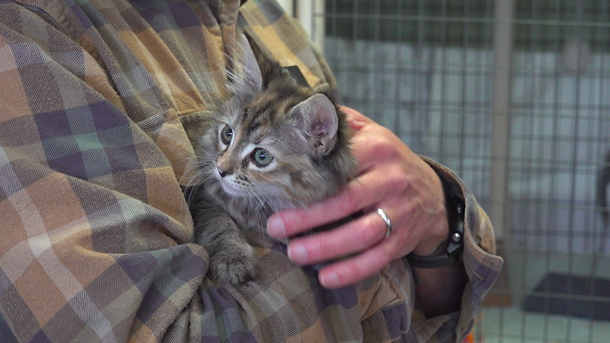 A kitten being held