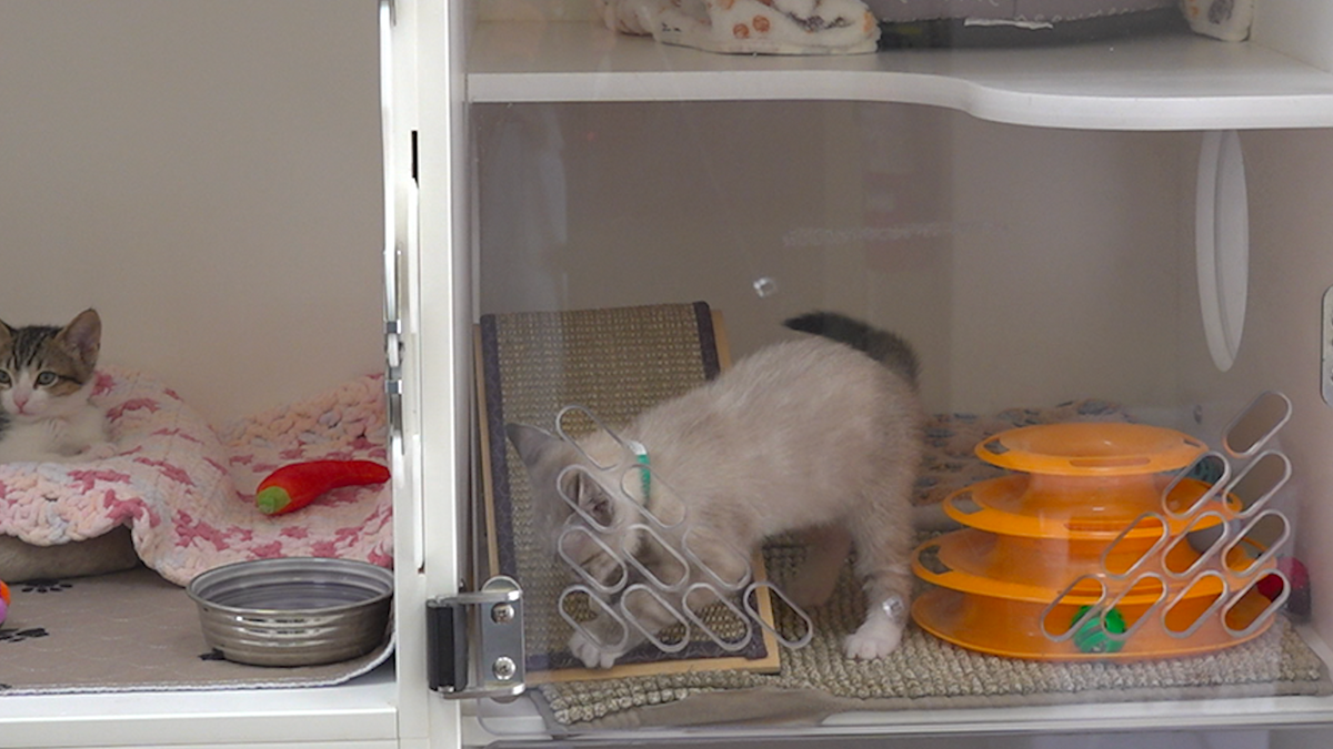 Two kittens successful different cages