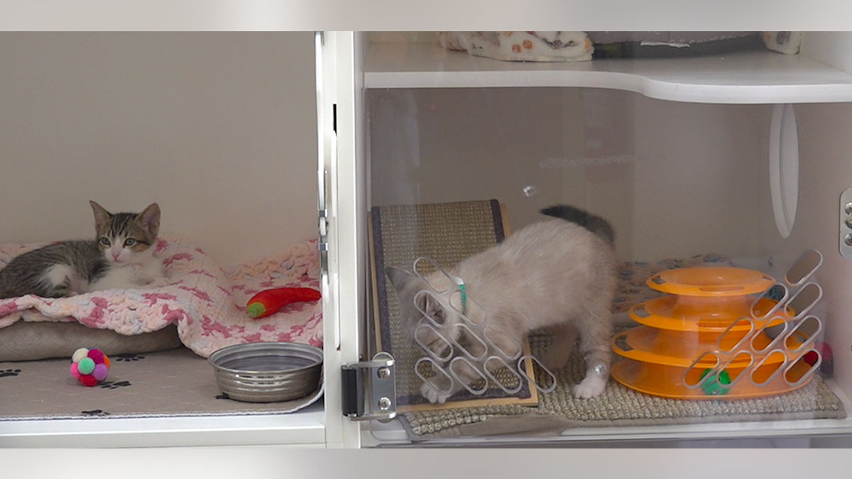 Two kittens in different cages