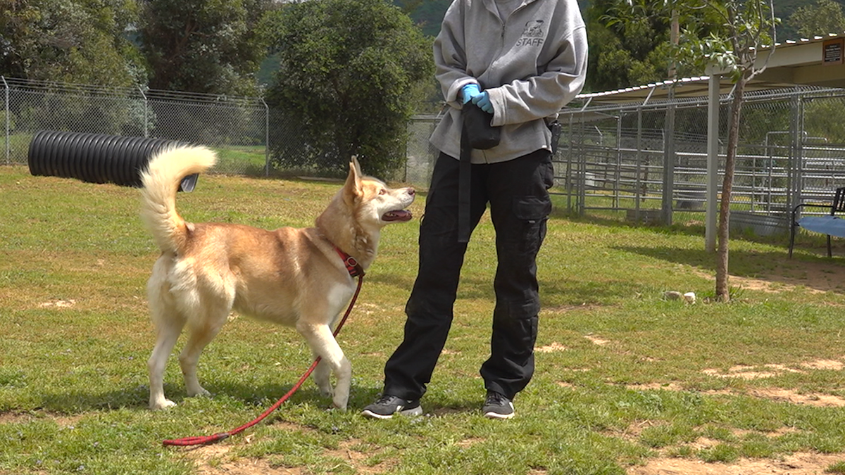 A golden husky looking up at its trainer