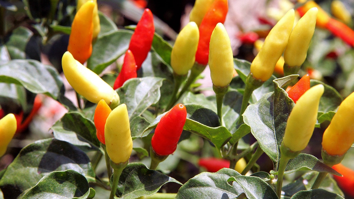 Tabasco peppers