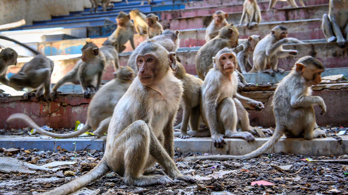 Longtail macaques