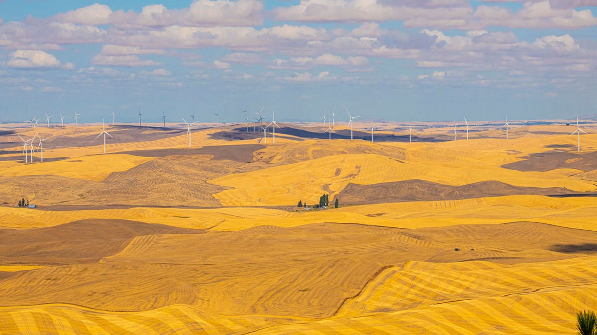 The golden, rolling fields of wheat of Washington's Palouse region are seen beneath a blue sky with wind turbines in the background