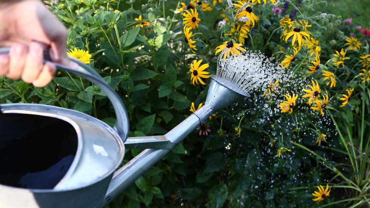 Flowers are watered in a garden