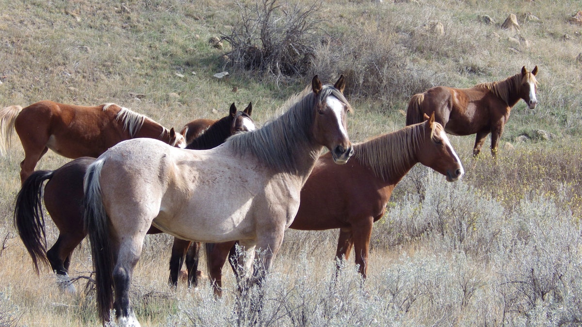 Wild-Horses-North-Dakota