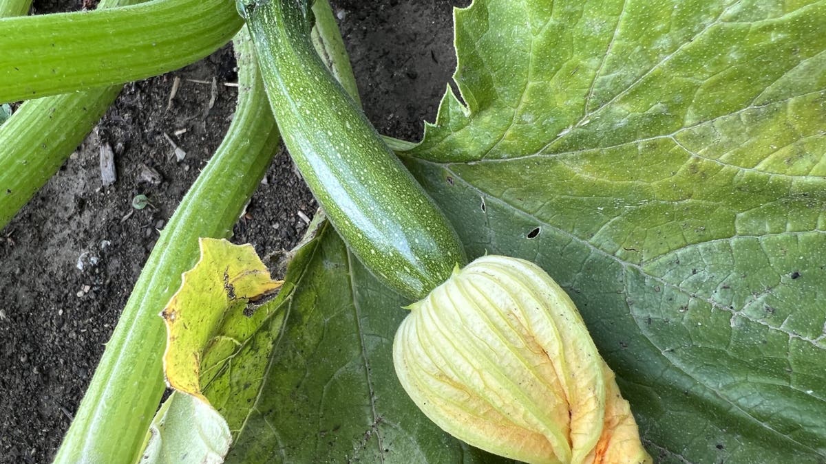 Zucchini growing in garden