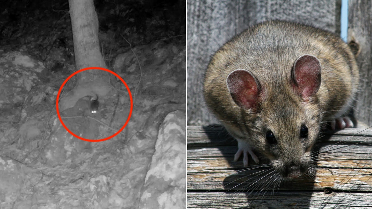 divisão allegheny woodrat