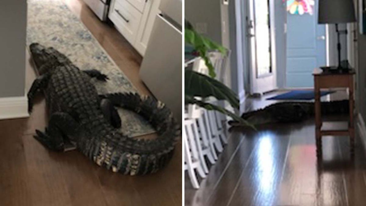 Alligator in home