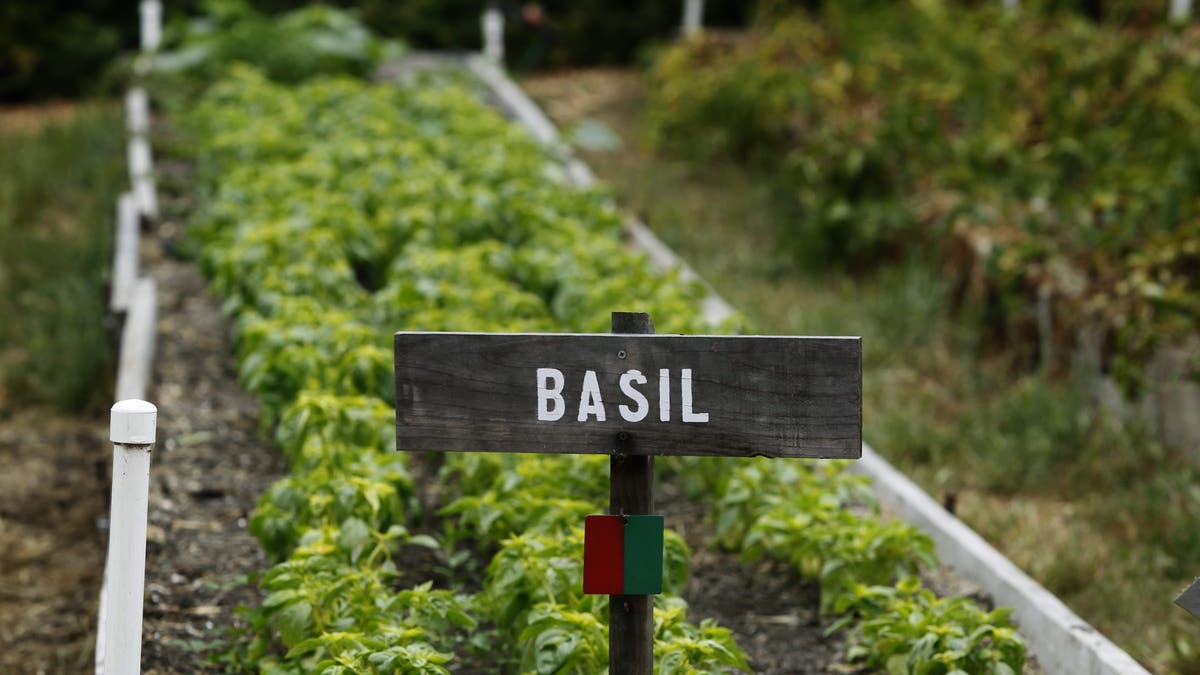 Basil growing in a garden bed