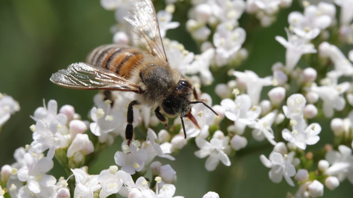 Bee pollinating flowers