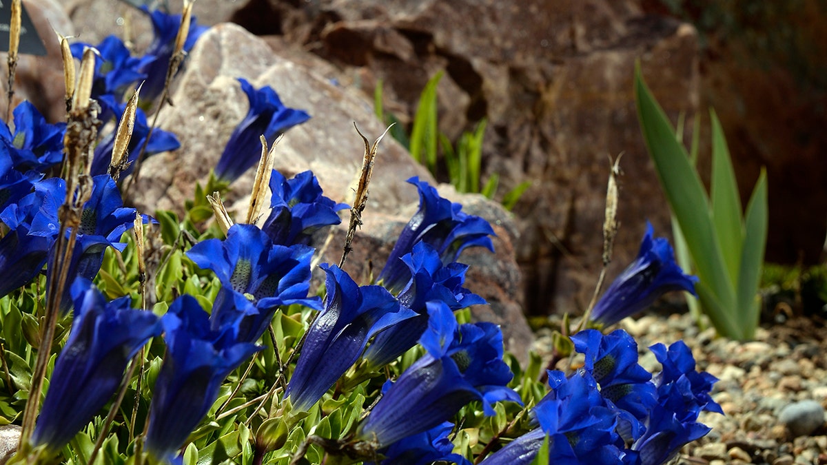 Betty For Alpine Garden