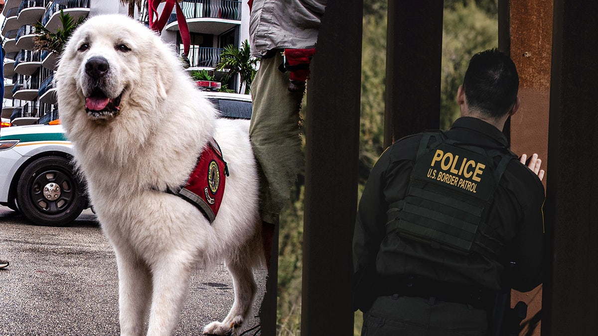 A divided  representation  of a work  canine  and a borderline  patrol agent