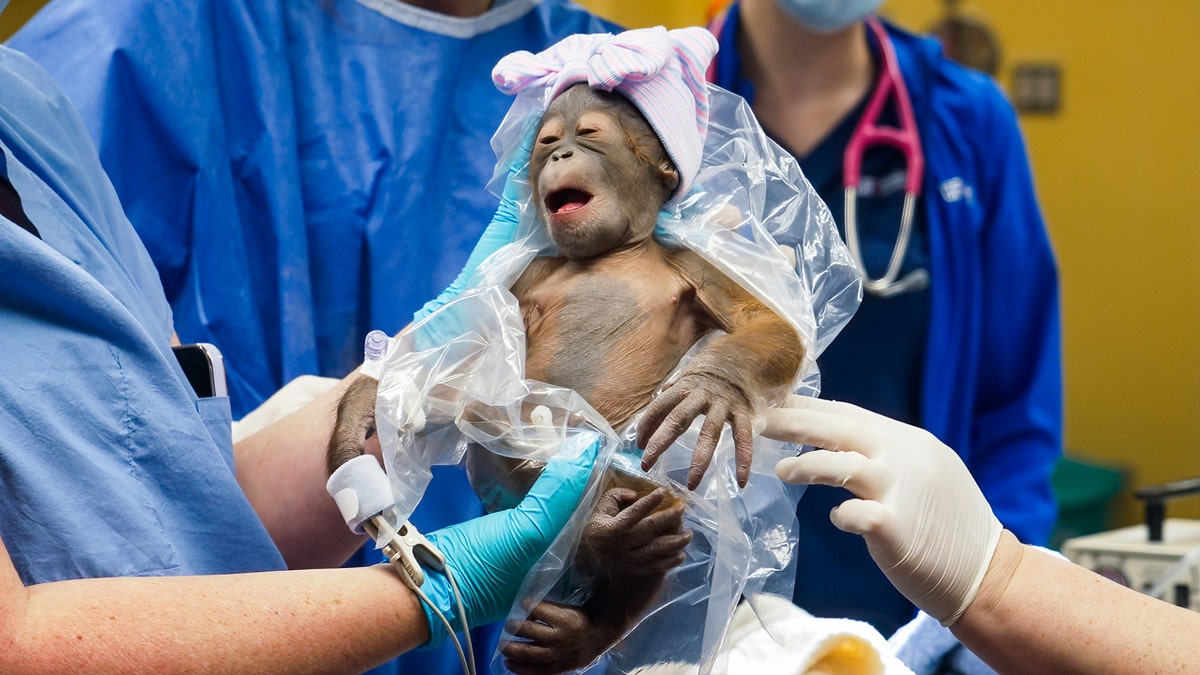 Newborn Bornean orangutan at Busch Gardens