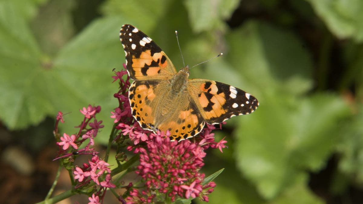 Butterfly on flower