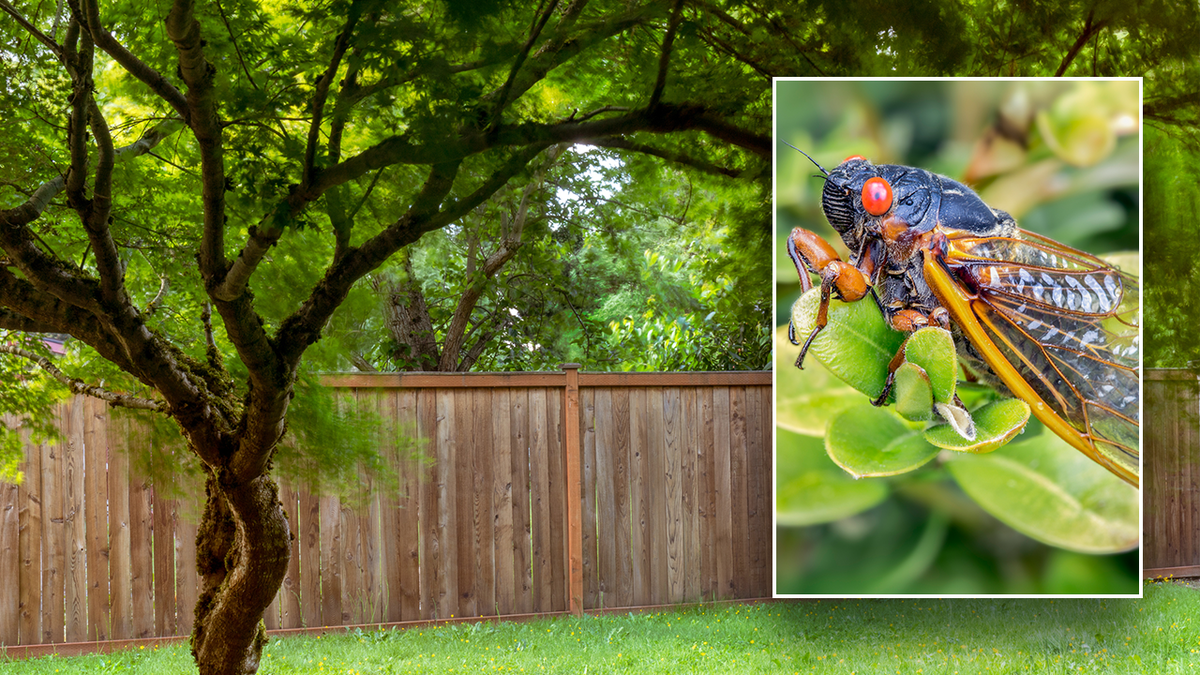 cicada graphic with backyard tree