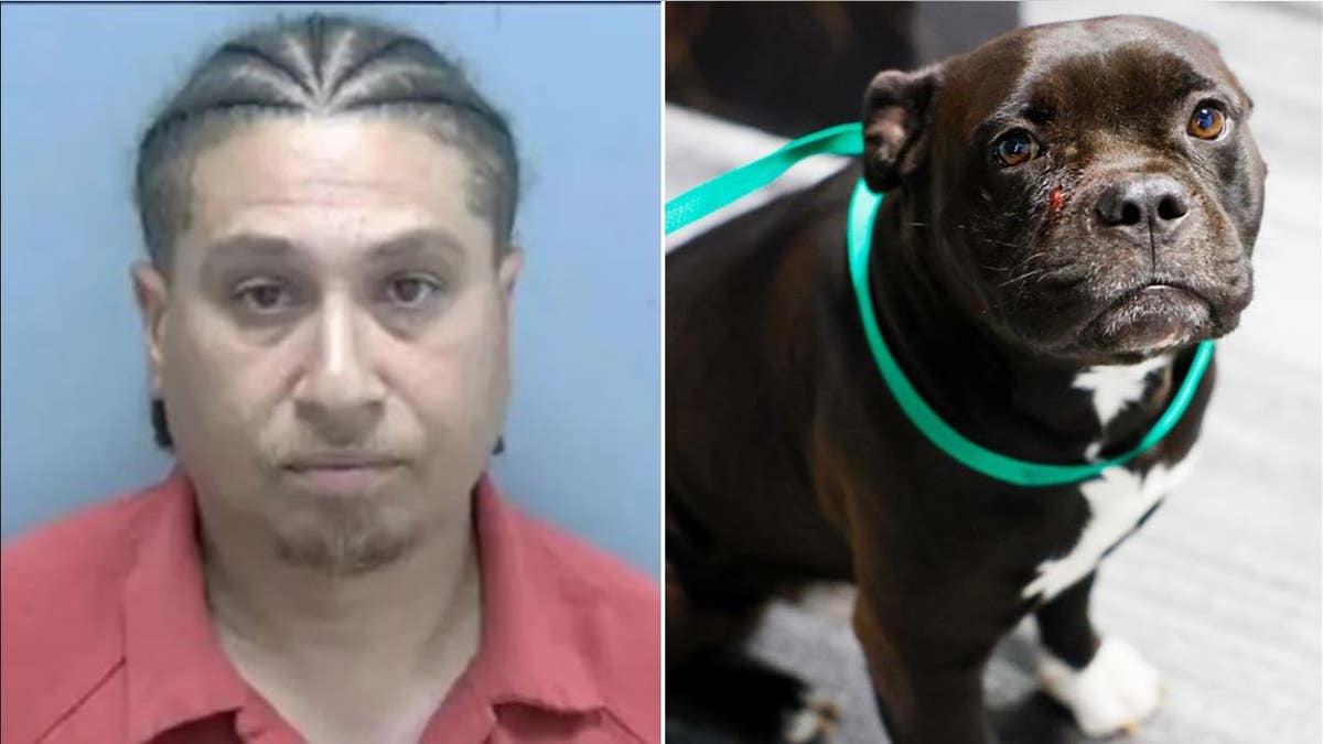 Split of suspect and Louie the dog