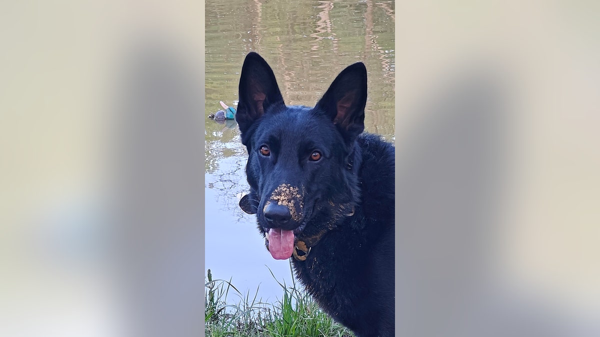 dog with oats on his nose