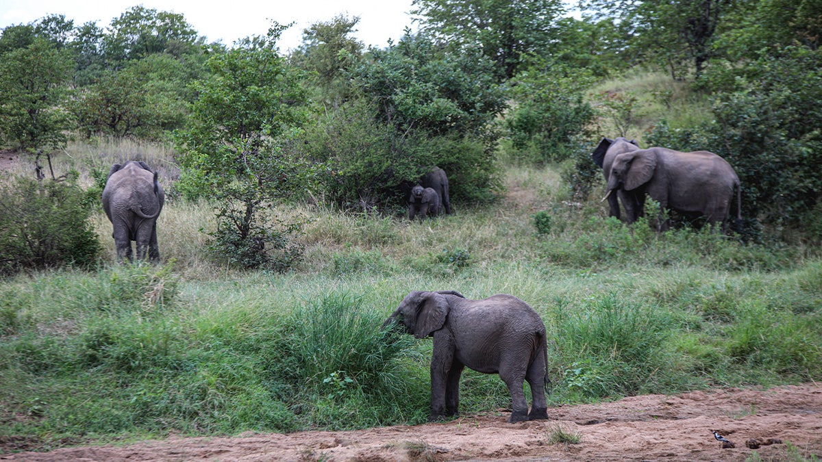 Elephants are seen in their habitats at the Kruger National Park in Limpopo of South Africa on March 20, 2024.