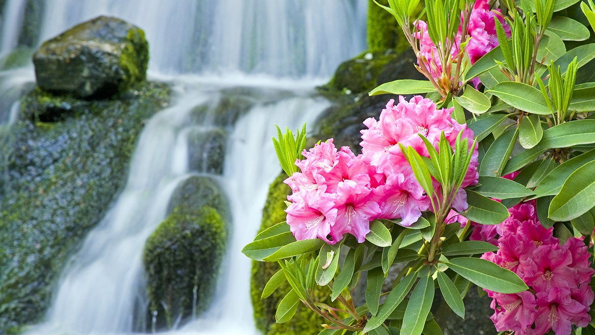 Portland, Oregon rhododendron garden