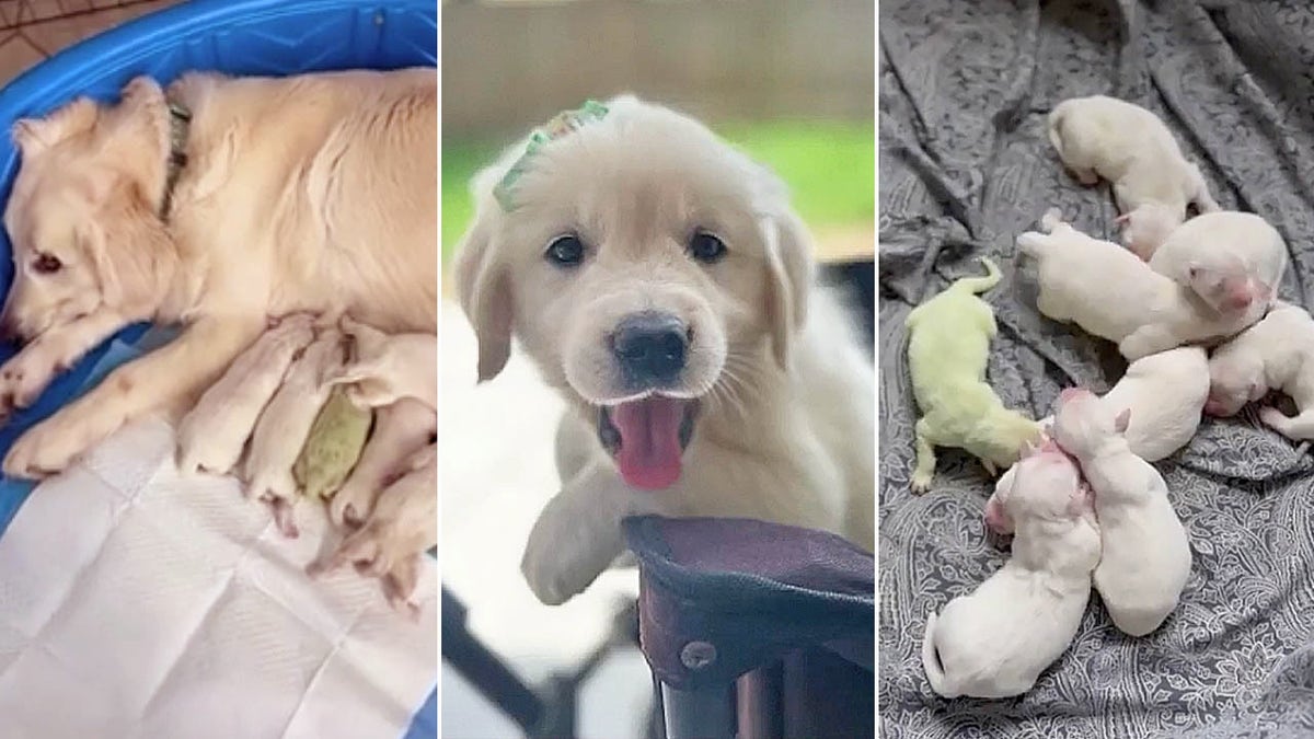 filhote de cachorro verde limão dividido