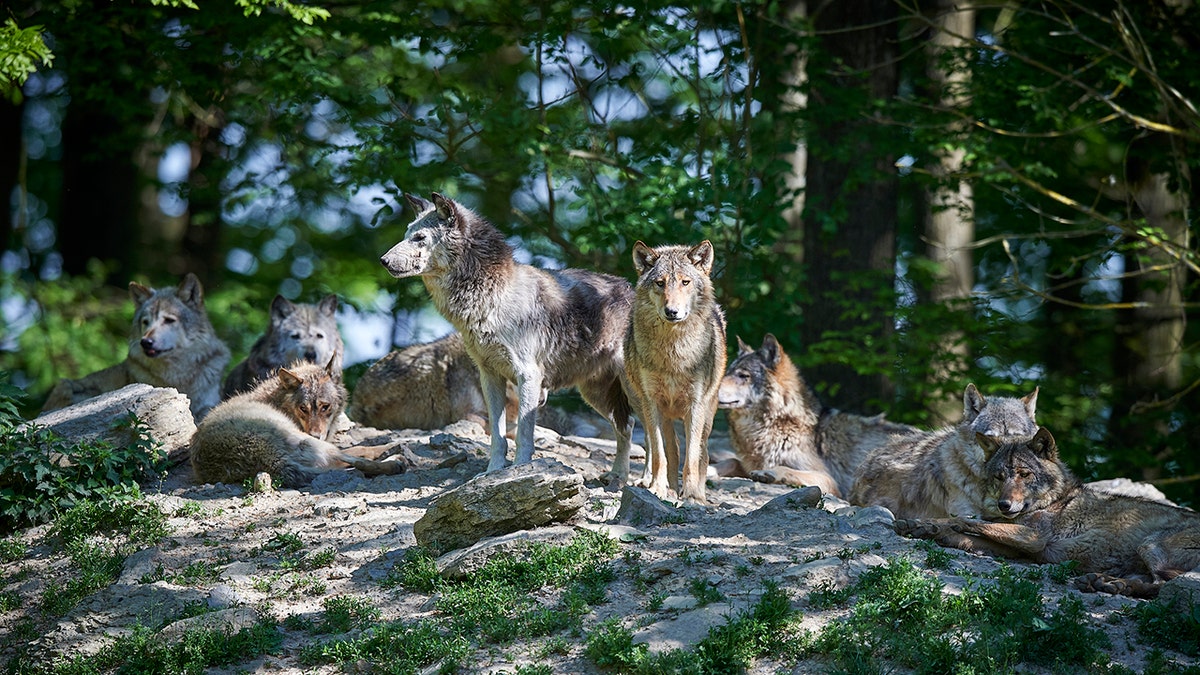 gray wolf pack