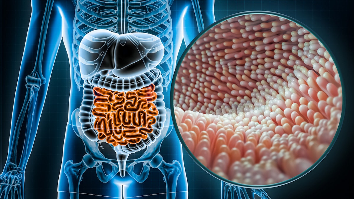 Gut microbiome