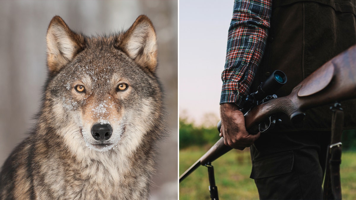 caçador atira em lobo cinzento dividido