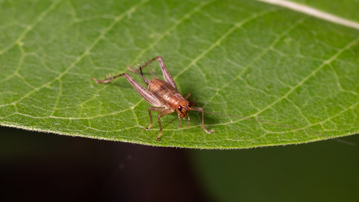 cricket on a leaf