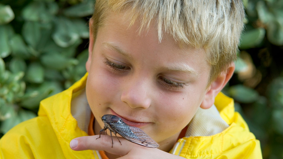 boy holding a cicada
