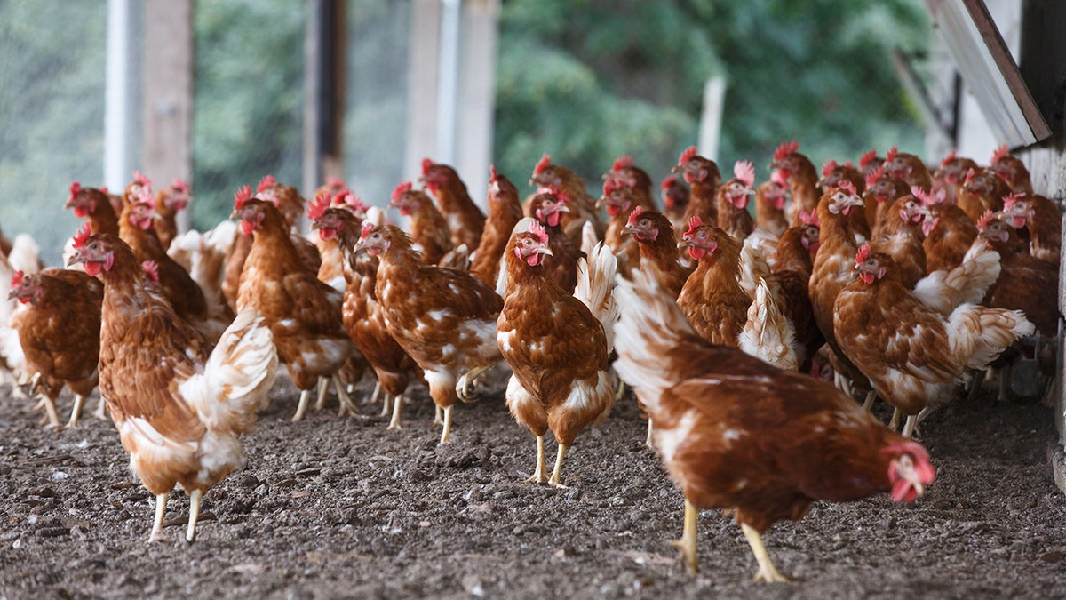 Poultry is most affected by bird flu because they "have no immune system," Dr. Siegel said.