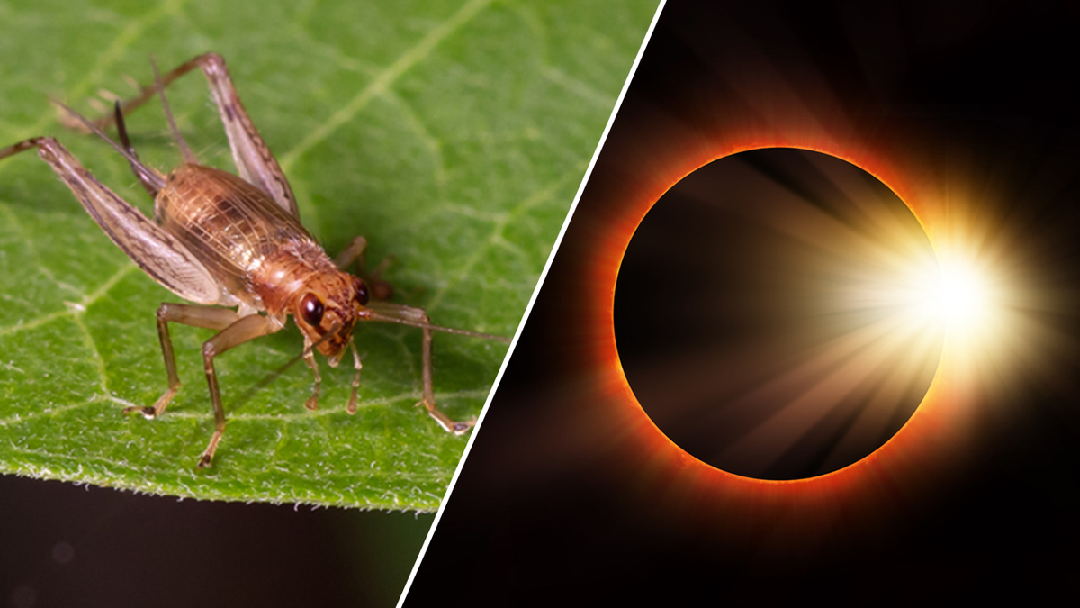 cricket on a leaf next to a solar eclipse