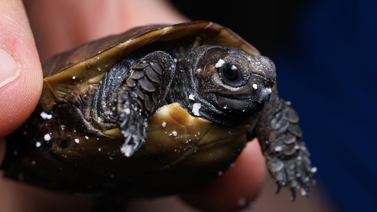 Arakan Forest turtles