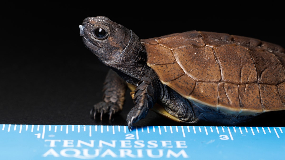 Arakan Forest Turtle