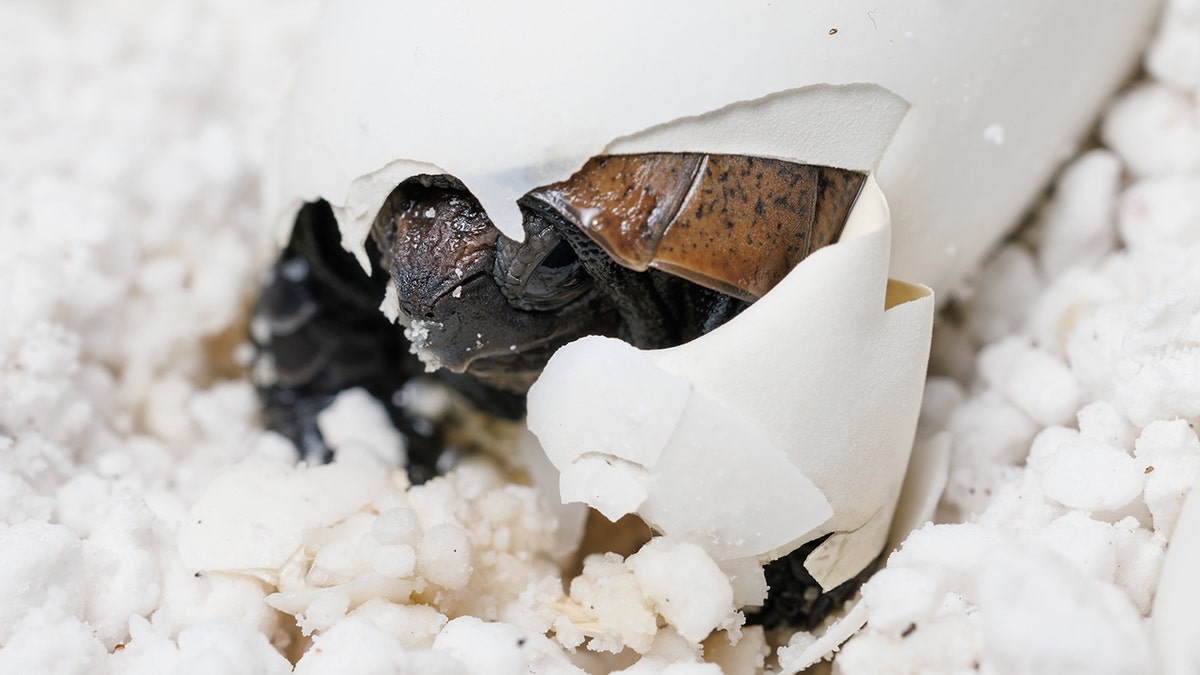 Arakan Forest Turtle hatching