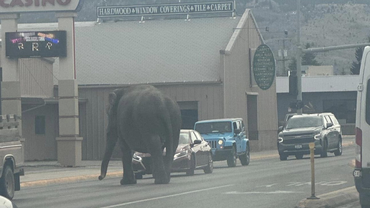 Wide image of elephant walking past casino