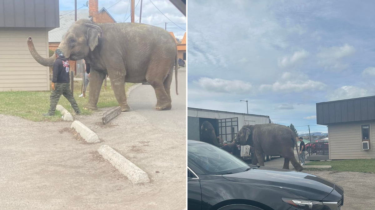 Split image of Viola being wrangled and going into bus