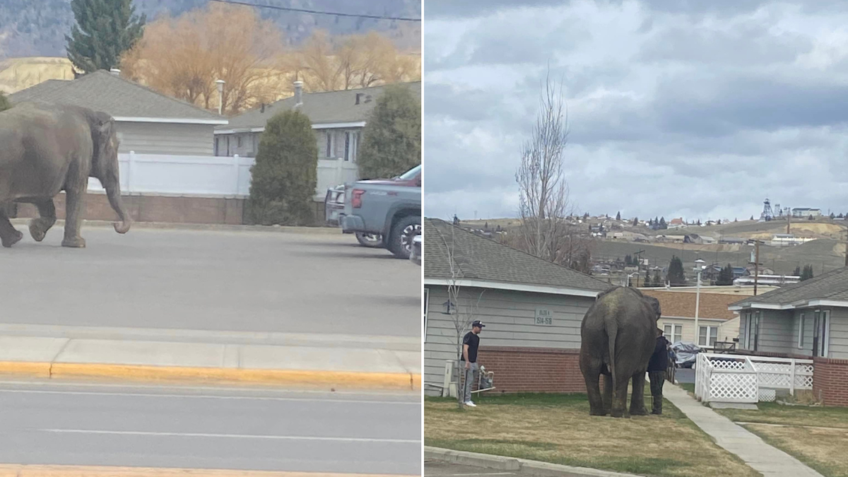 Imagens divididas de Viola, o elefante vagando