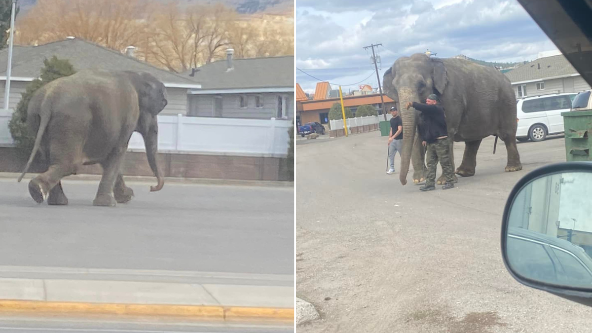 Split image of Viola walking through street and with handlers